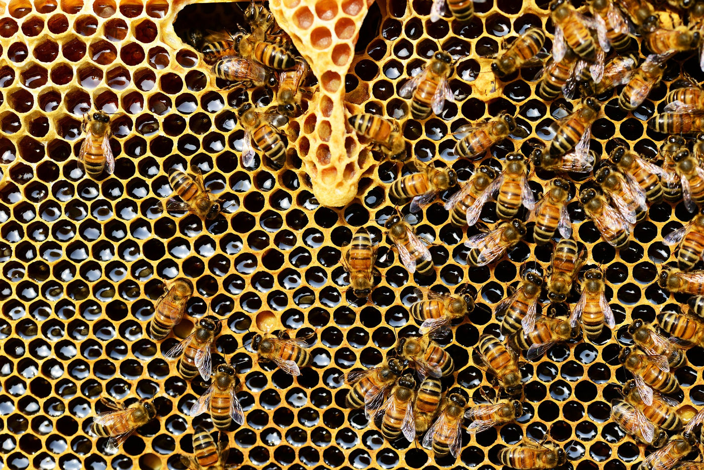 7 Hidden Health Benefits of Honey