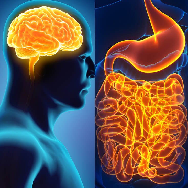 The Connection Between the Gut & the Brain
