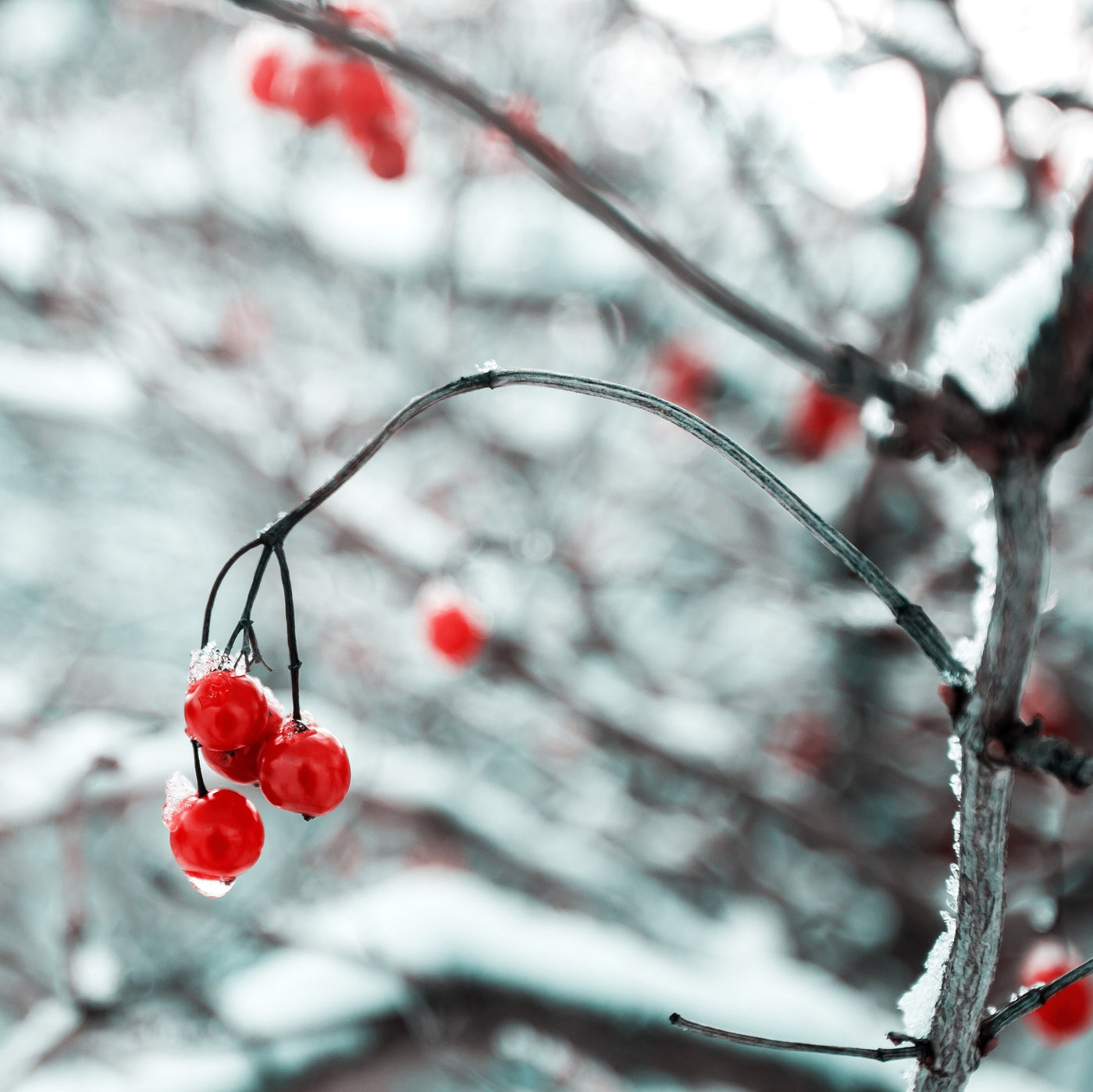 The Benefits of Cranberries